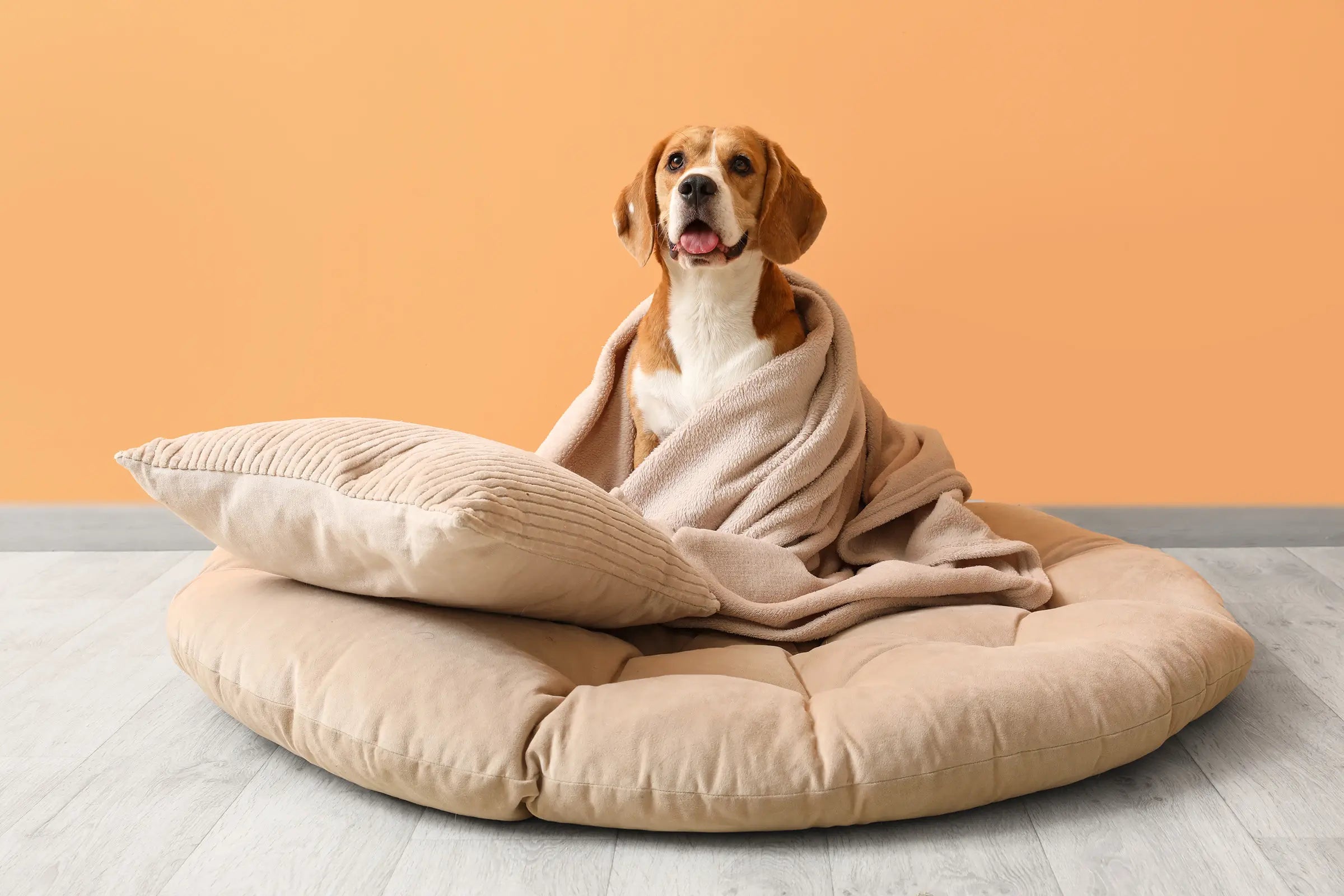 A dog sitting on a cushion, with a smaller cushion next to it. The dog is wrapped in a blanket.