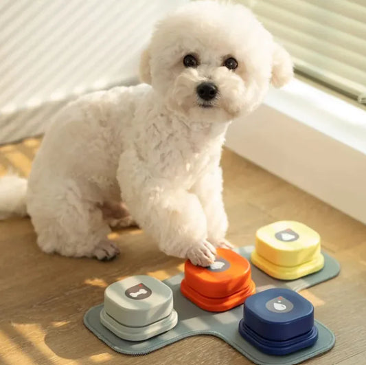 White dog interacting with colorful stepping stones on a wooden floor.